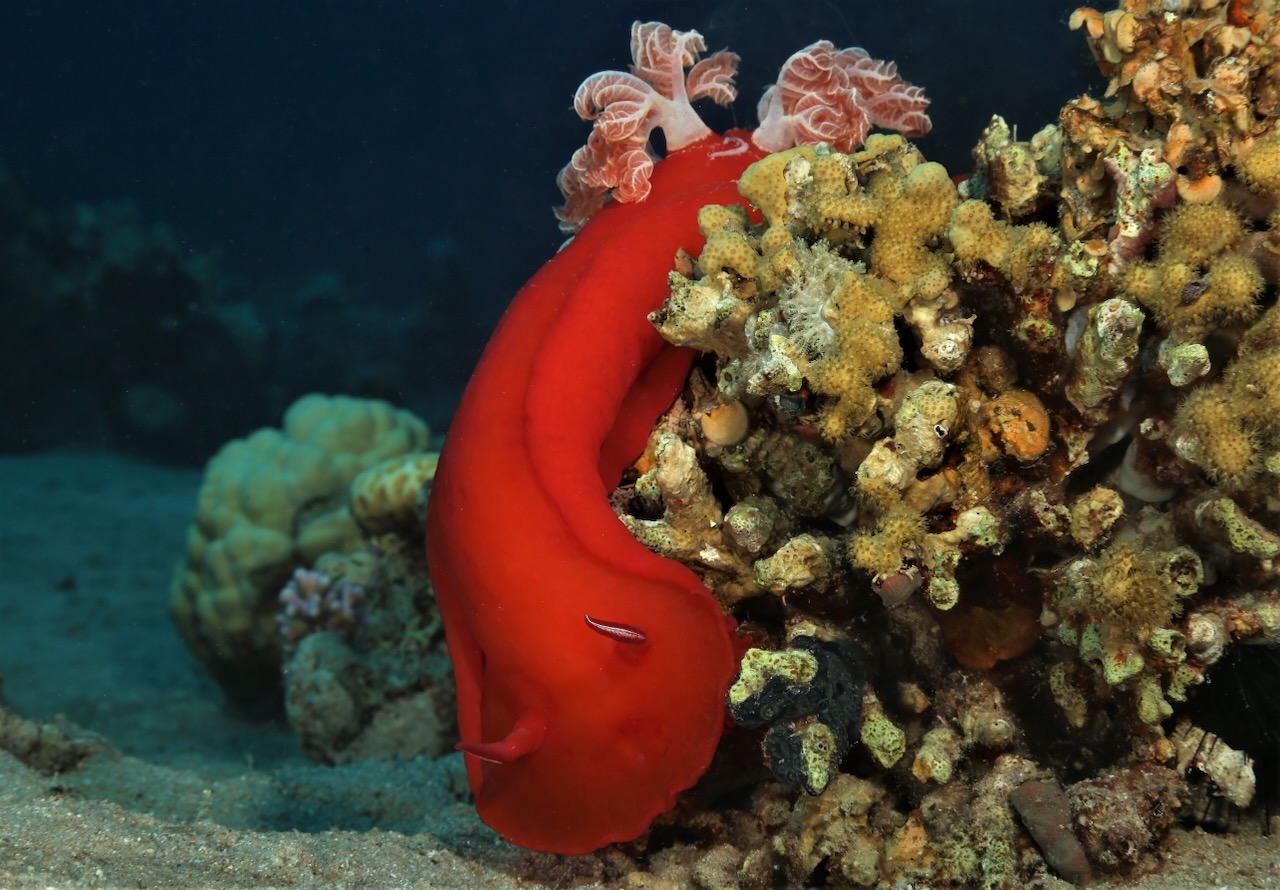 Spanish Dancer Nudibranch, Red Sea, Close up photography.