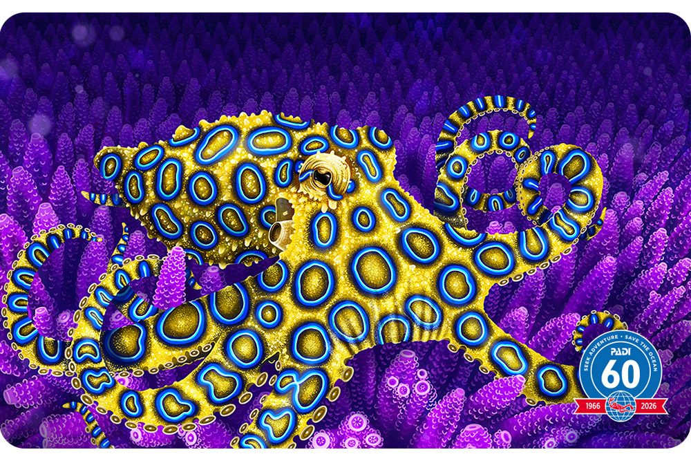 PADI Brevetkarte mit der Abbildung eines Blaugeringelten Kraken
