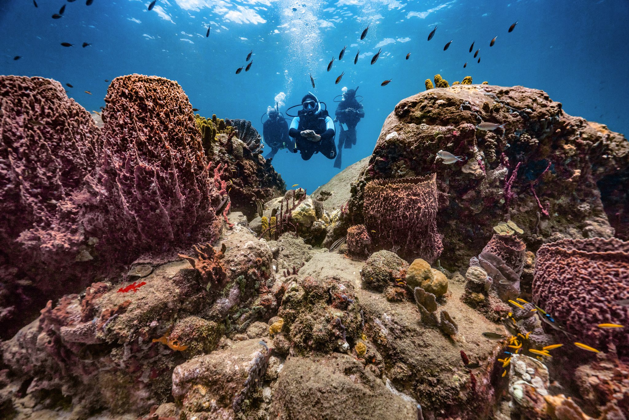 Two divers swimming on a reef