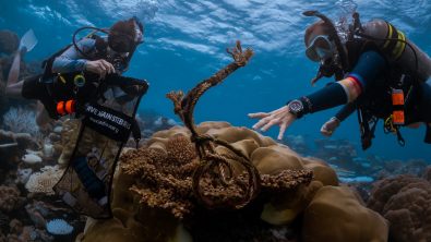 Two divers picking trash up on a reef to put in a Dive Against Debris bag