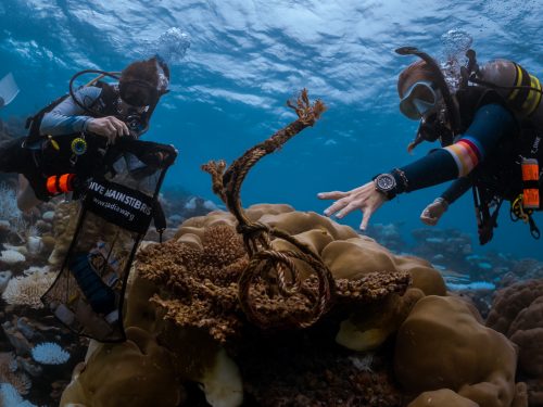 Two divers picking trash up on a reef to put in a Dive Against Debris bag