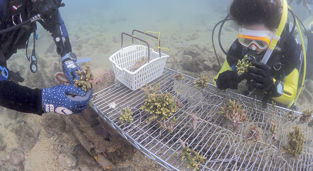 サンゴ保全は沖縄だけじゃない。伊豆半島・平沢でつなぐ、ひと枝の未来
