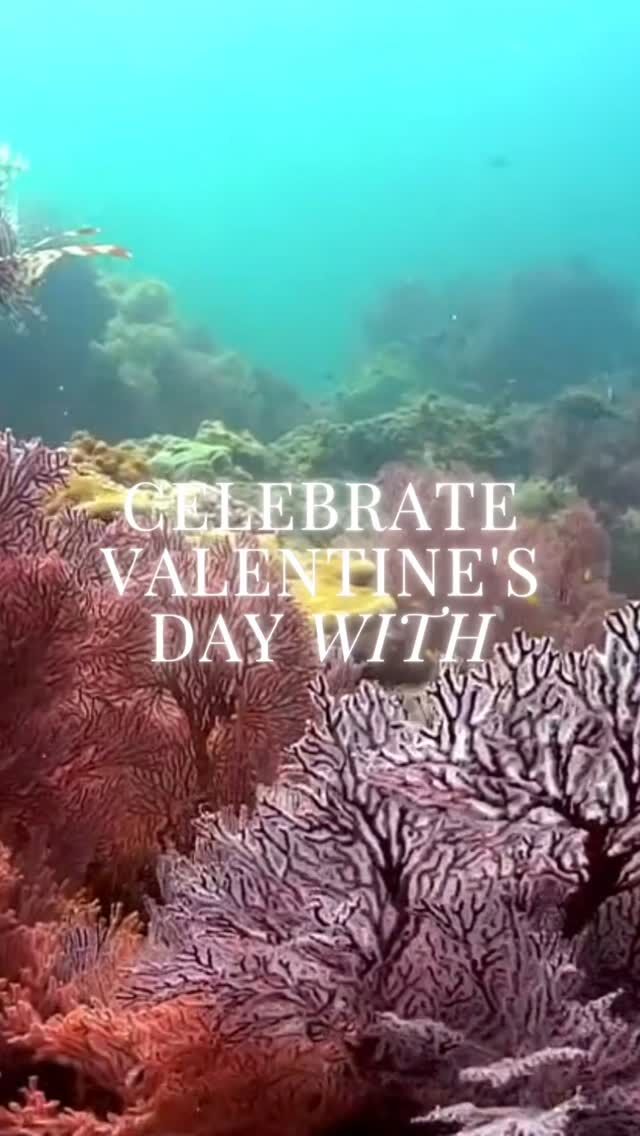 Celebrate love in the most magical way—underwater! 💙💍✨ Dive into romance at the Trang Underwater Wedding in Thailand, a breathtaking ceremony organized by the Tourism Authority of Thailand (TAT) in collaboration with PADI Dive Centers. 🌊❤️ Ready for an unforgettable experience? Plan your trip now! 🌏✈️ Check the link in bio. 💕 

🌊Credit: @laytrangdiving

#AmazingThailand #UnderwaterWedding #DiveinThailand #Trang #Seekadventure #padi