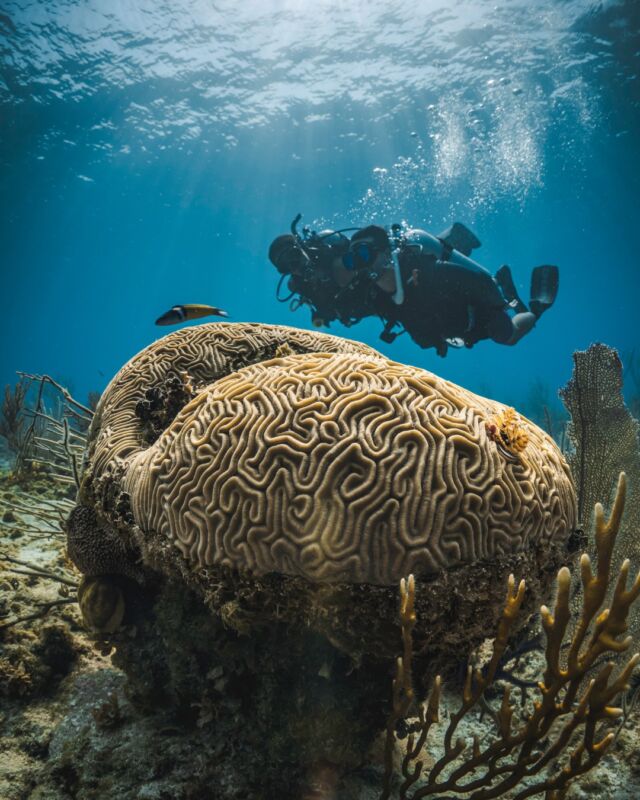 Join the movement to protect our oceans! 🌊✨

With every PADI Club membership, 5% is donated to the PADI AWARE Foundation, supporting global ocean conservation and safeguarding marine life.

Together, we can make waves of change. 💙
Click the link in our bio to learn more.

#PADI #Underwater #PADIClub #PADICommunity