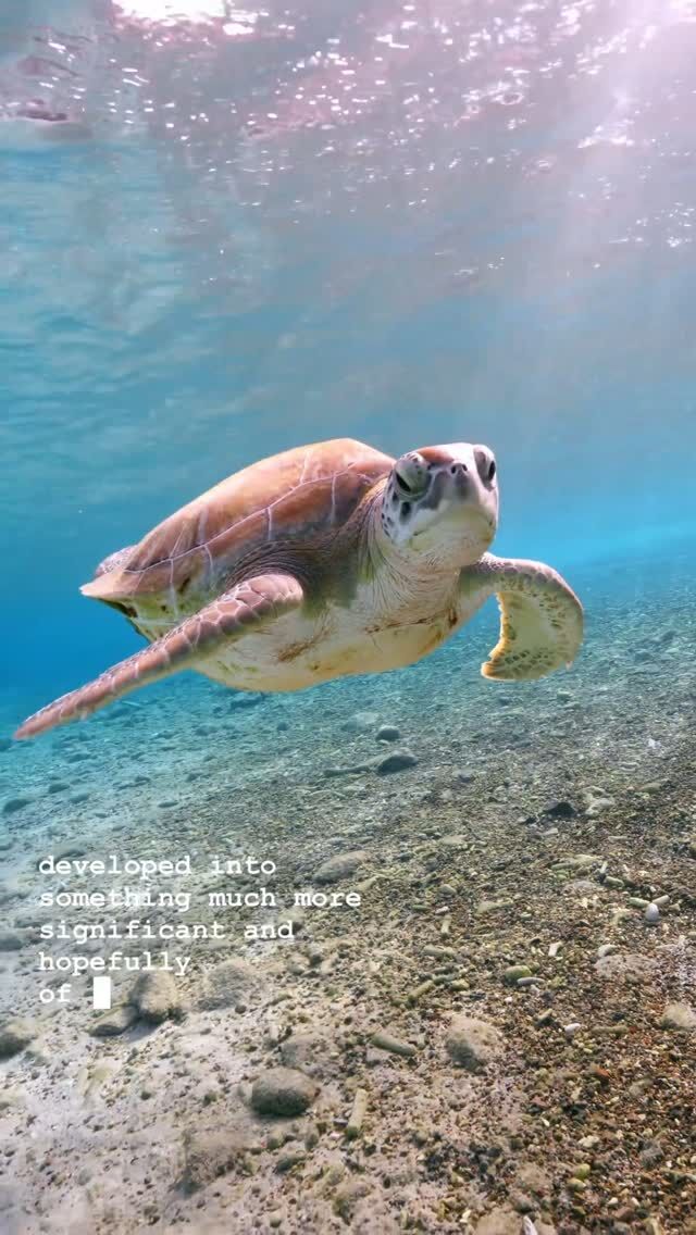 Can swimming with turtles help their protection? 🐢 PADI AWARE Grantee Project Pawikan and @mikesdauinbeachresort are aiming to do just that. By building and tracking a catalogue of sea turtles, they were not only able to prove that there is a sizable population of these animals of the coast of Dauin, but also showcase how loyal these turtles are to their foraging grounds and, therefore, support the implementation of protective measures. Join Jonathan and thousands of other Ocean Torchbearers around the globe in our effort to achieve balance between humanity and the ocean – share this video with a dive buddy that loves turtles. 💚

#Savetheocean #PADIAWAREGRANTEE #Turtleconservation #Philippines #PADITorchbearer