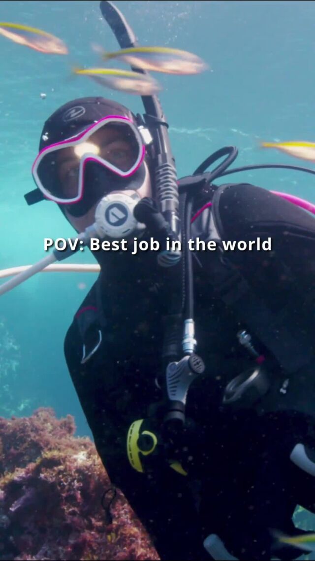 Exploring the deep, witnessing marine life up close, and turning passion into profession! 🤿🫧

Start your PADI Divemaster journey now!
Click the link in our bio to start.
#PADI #PADIProfessional #PADIPro #Diving #Diver #PADIDiver #Underwater #Ocean #PADIDive #Diving #DiveMaster