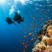 two divers swim near a coral reef