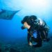 Diver looking at Manta Ray