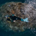 a scuba diver floats over healthy corals in Fiji