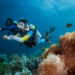 two divers spot a colony of clown fish in the Maldives