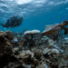 two divers spot a sea turtle underwater in the Maldives