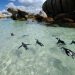 PenguinsSouthAfrica_Shutterstock